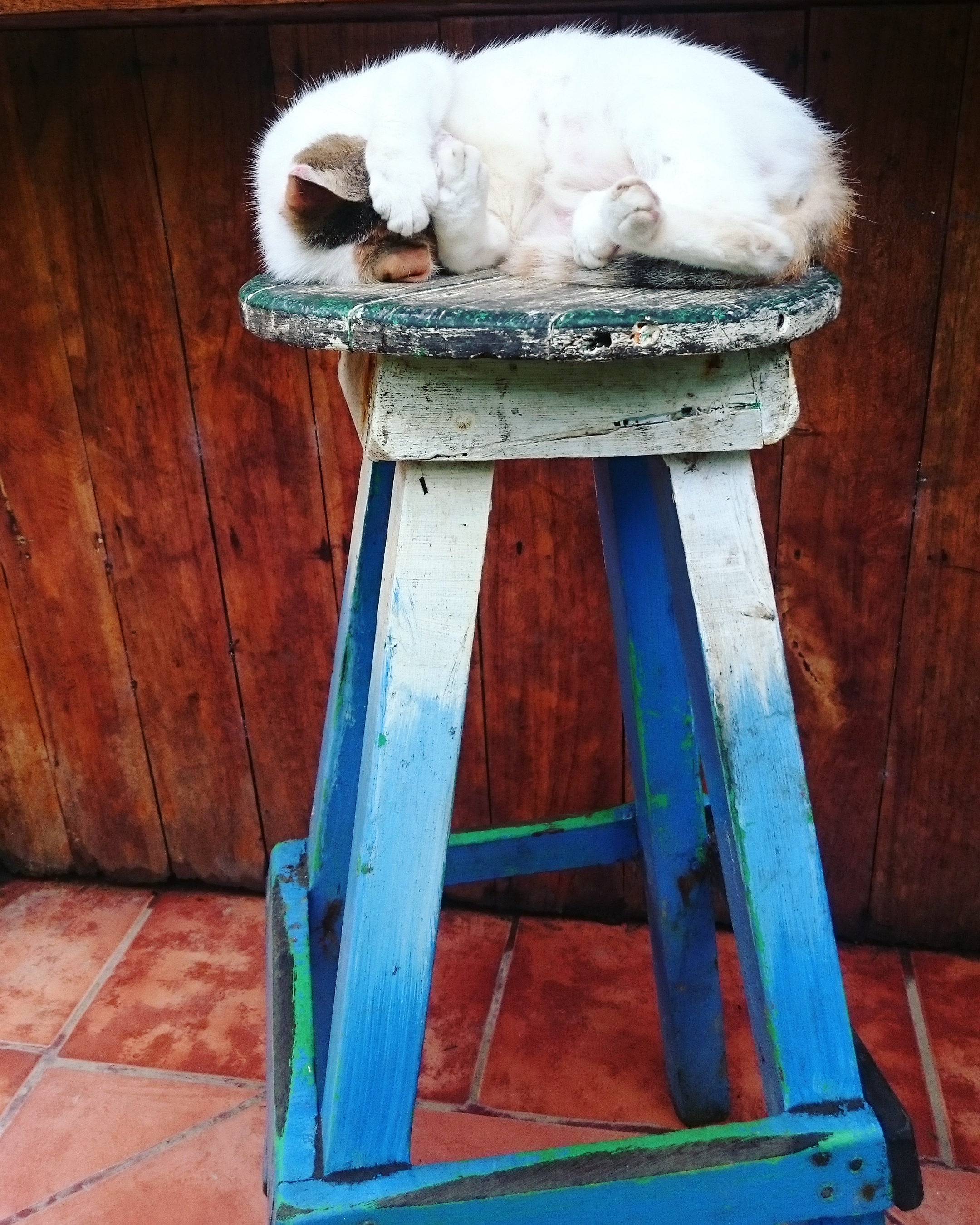 a cat sleeping on a blue stool