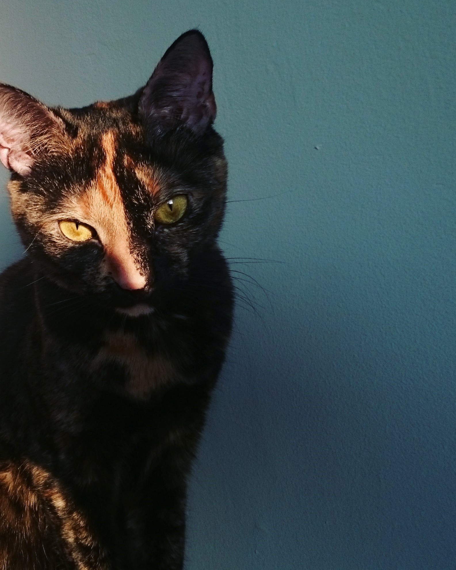 a tortoiseshell cat with a blue background